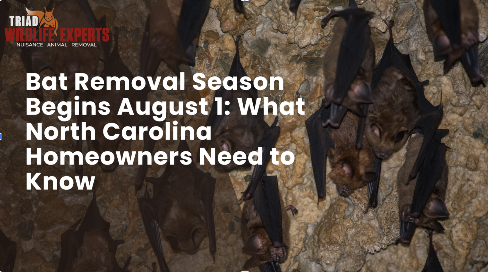 Bat Removal Season Begins August 1: What North Carolina Homeowners Need to Know