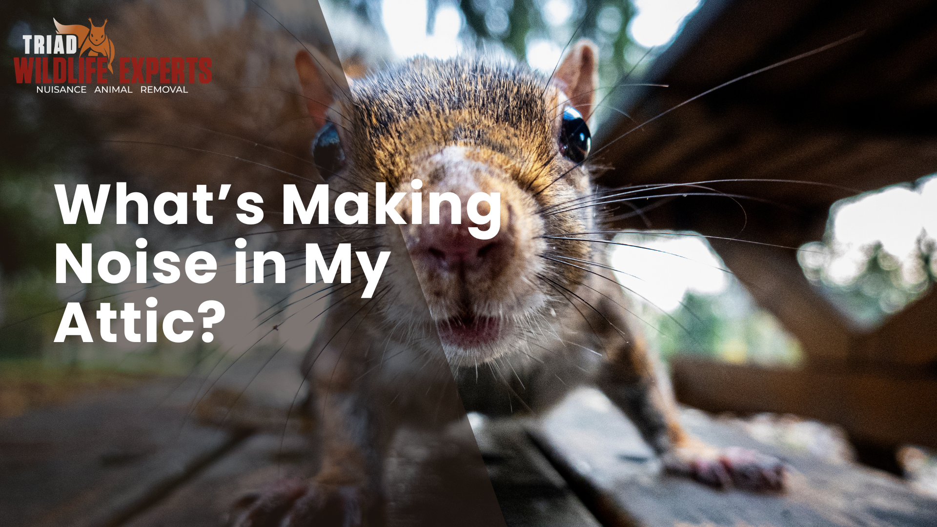 What’s Making Noise in My Attic? 7 Wildlife Sounds in North Carolina