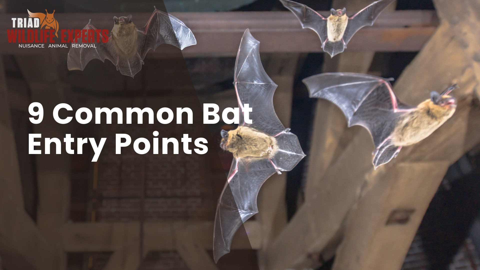 9 Common Bat Entry Points in North Carolina Homes