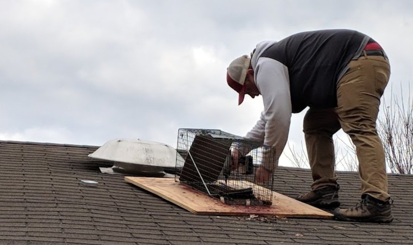 Triad Wildlife Experts technician inspecting and repairing a roofline during wildlife exclusion service