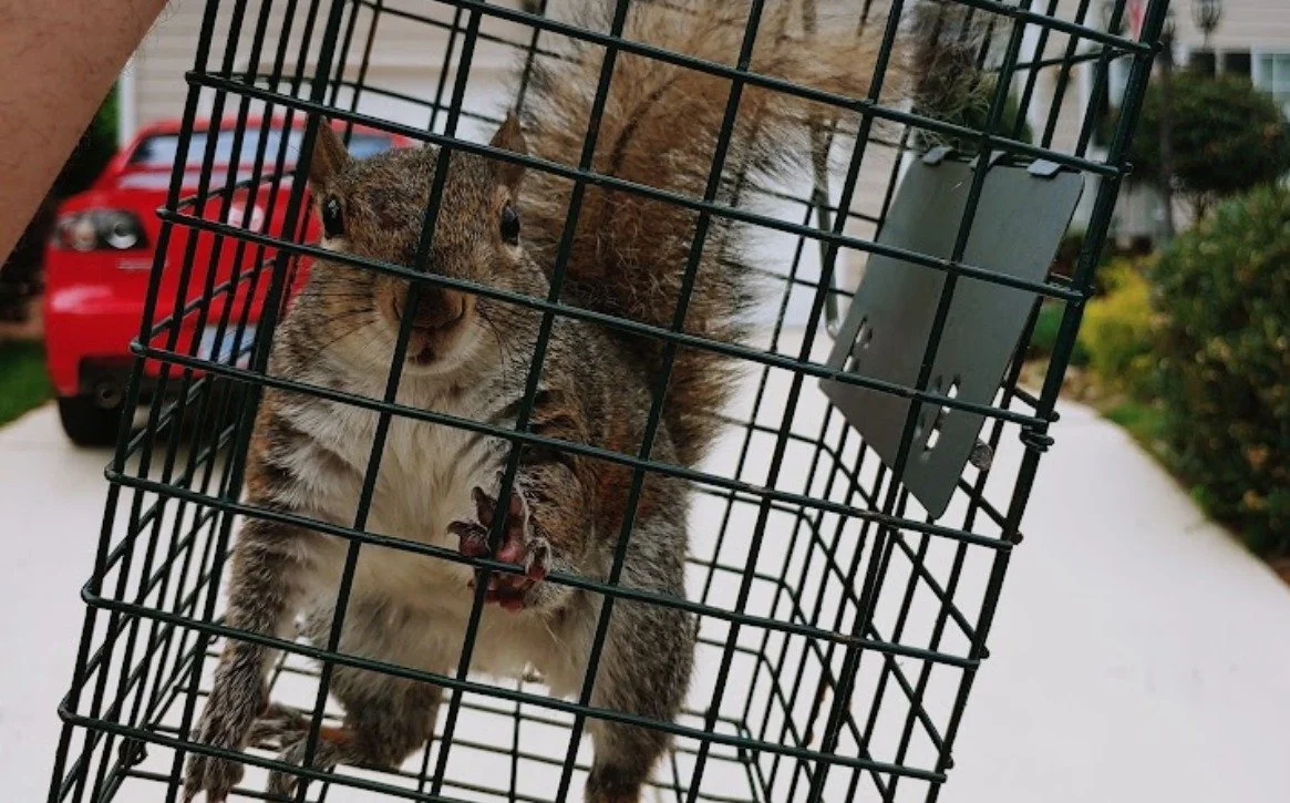 Squirrel found during a wildlife removal service in the North Carolina Triad