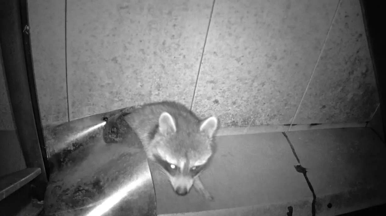 Raccoon is inside a office building ceiling space