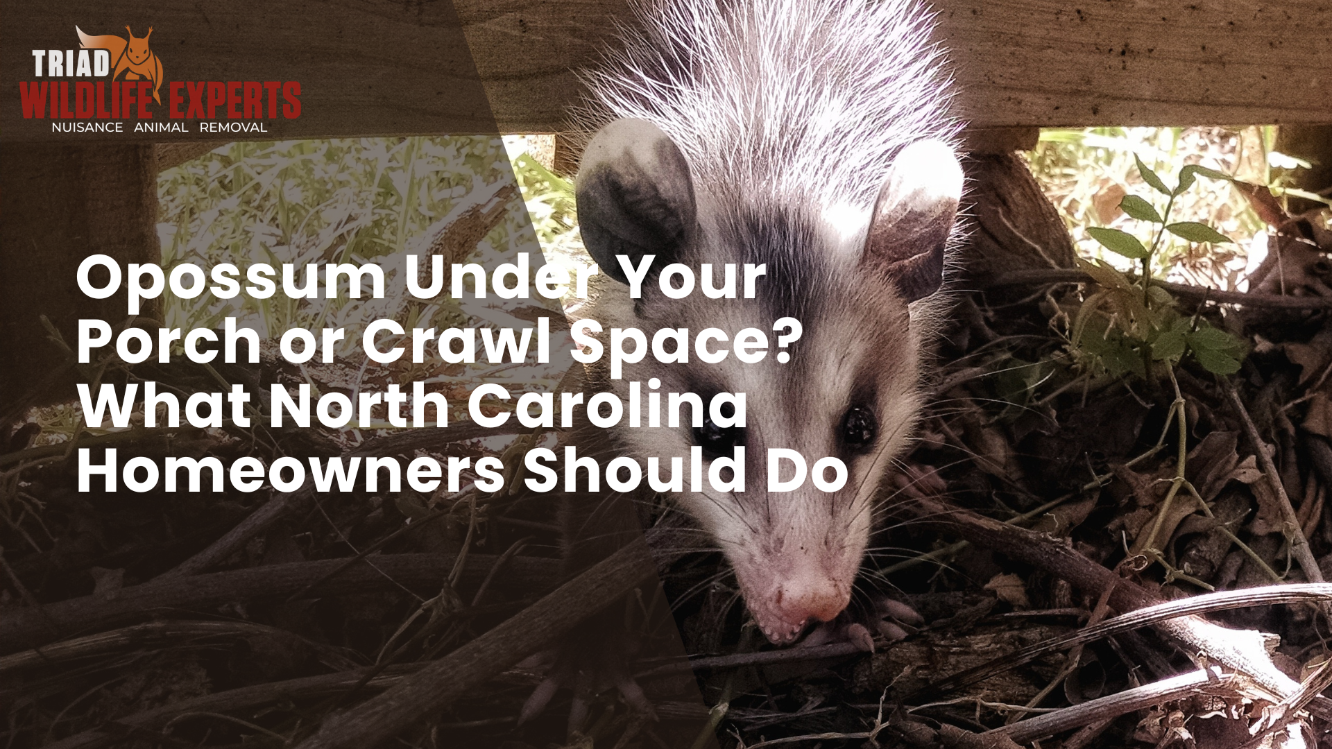 Opossum Under Your Porch or Crawl Space? What North Carolina Homeowners Should Do