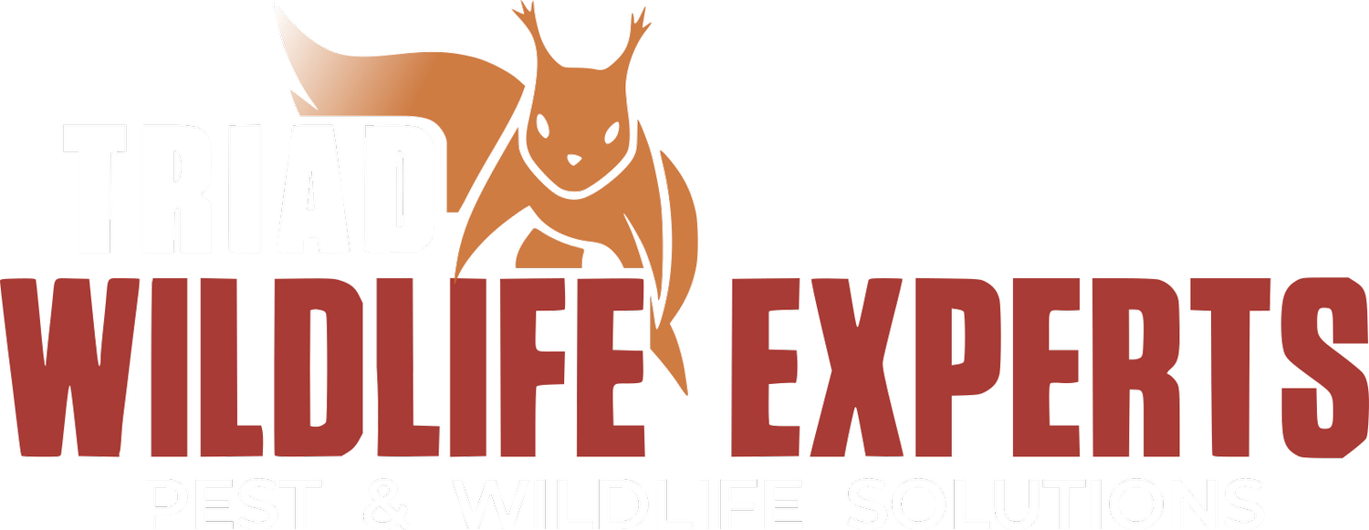 Triad Wildlife Experts