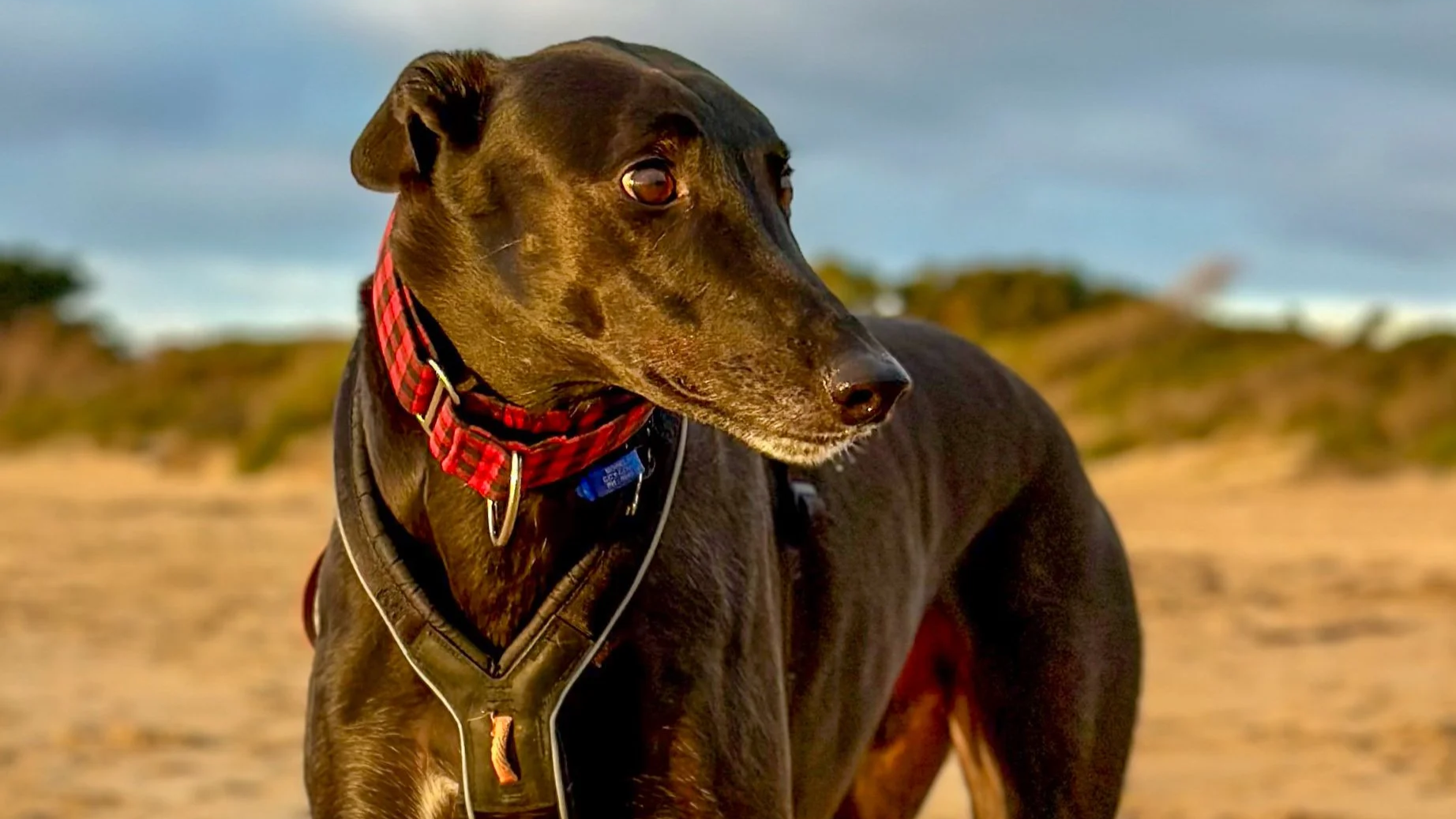 How I Trained My Rescue Greyhound for a Rock-Solid Recall