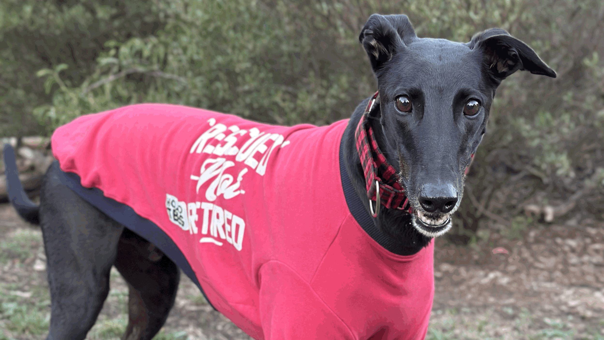 Tasmania to End Greyhound Racing Funding: Why This Is Huge News for Greyhounds