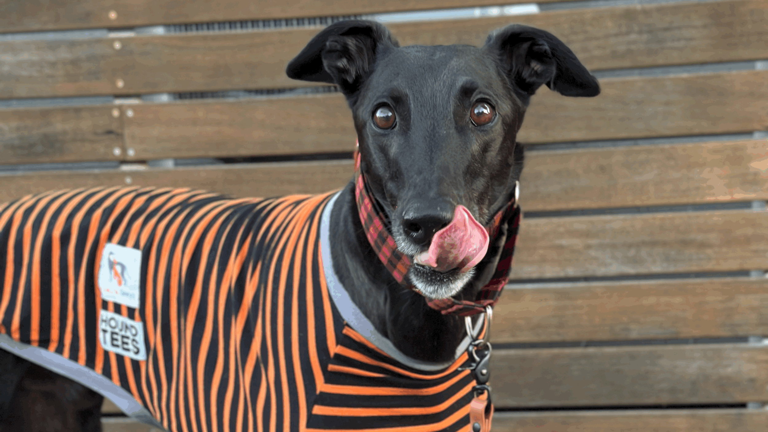 A Ready-to-Use Letter to Help End Government Funding for Greyhound Racing