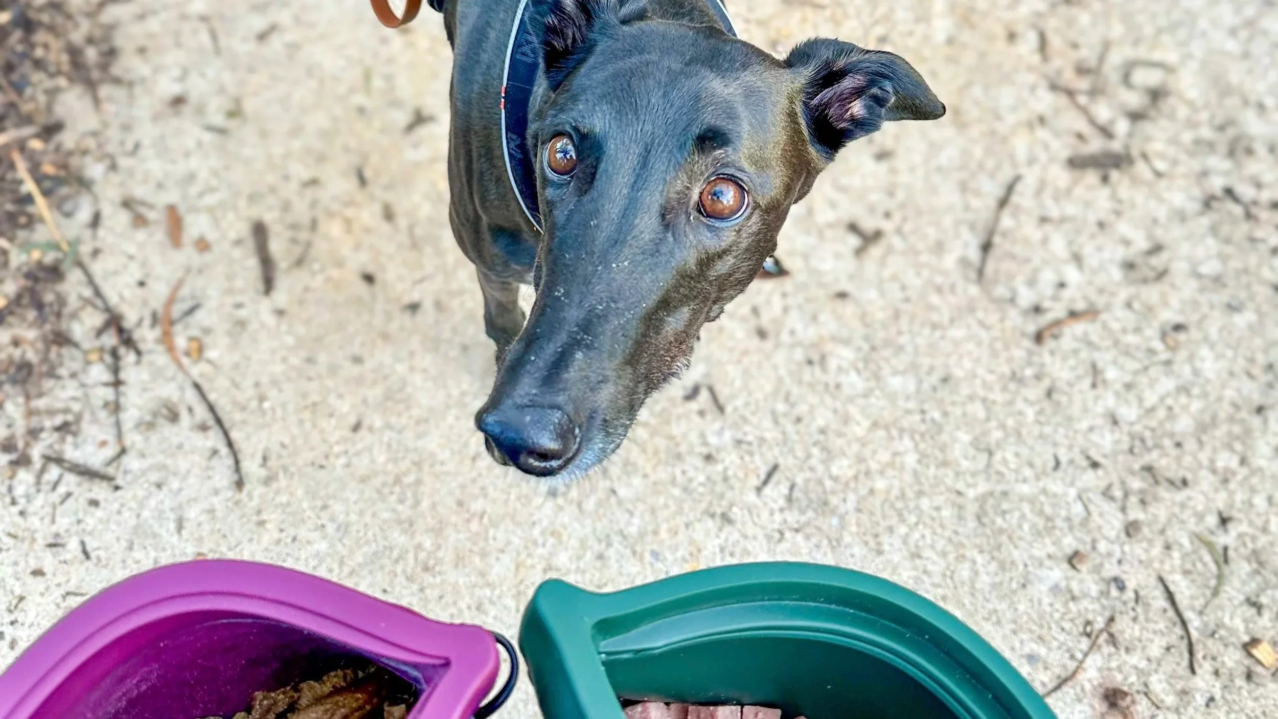 Fun Recall & Engagement Games to Build Your Dog’s Focus and Joy
