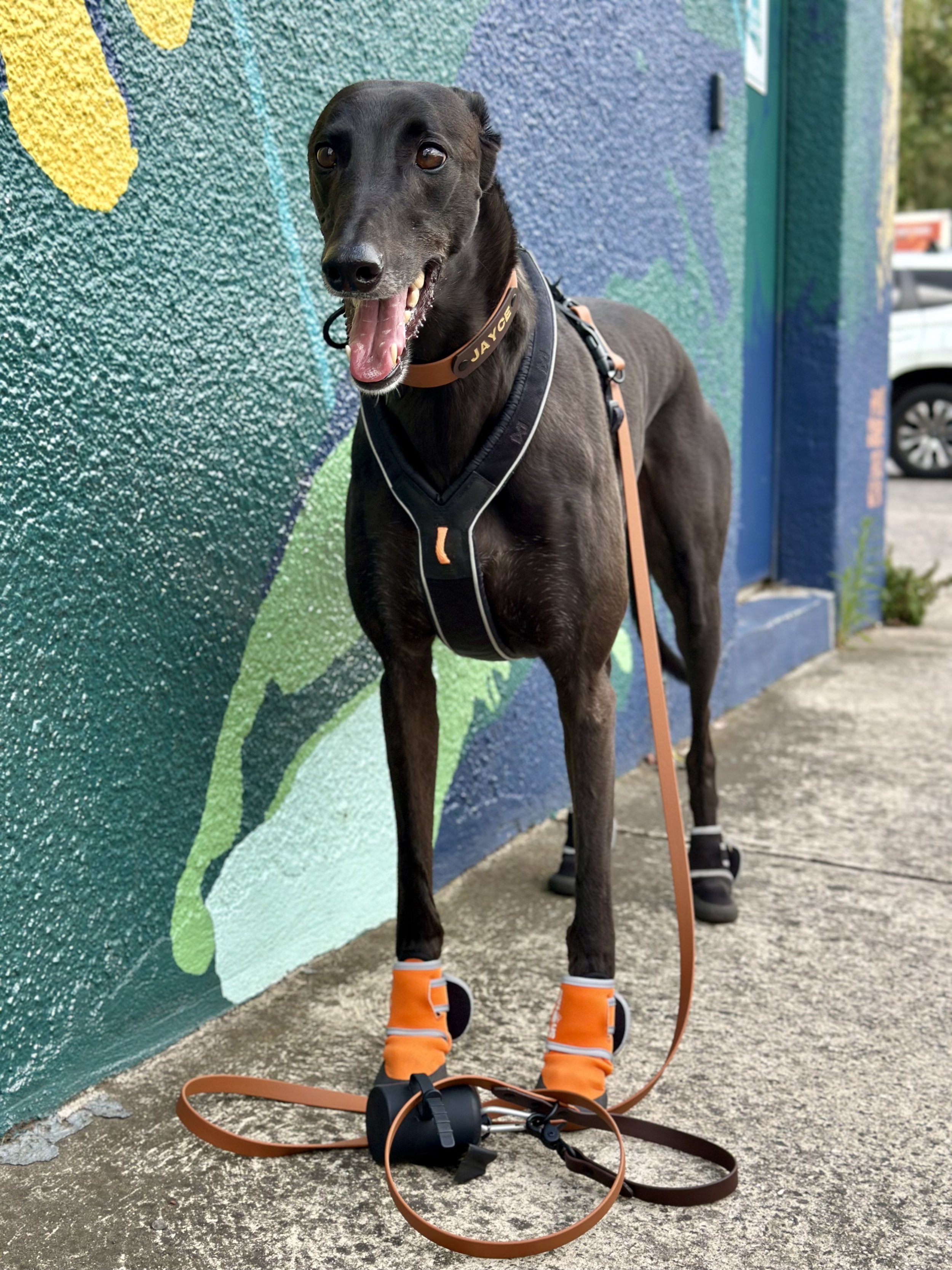 Doing the math on pet insurance, is it worth it?