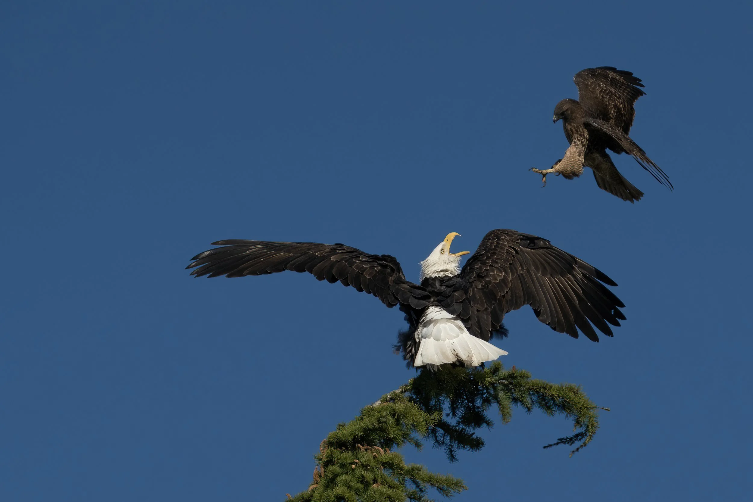 Queen Anne Raptors.jpg