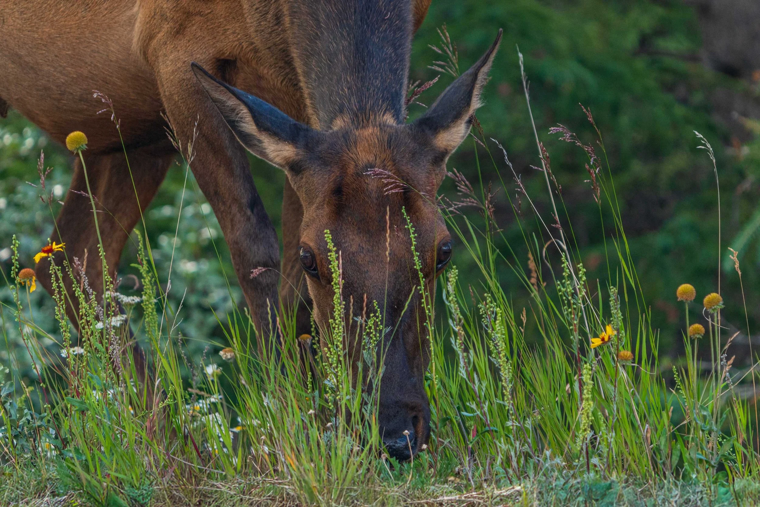 BanffElkFeedingCU.jpg