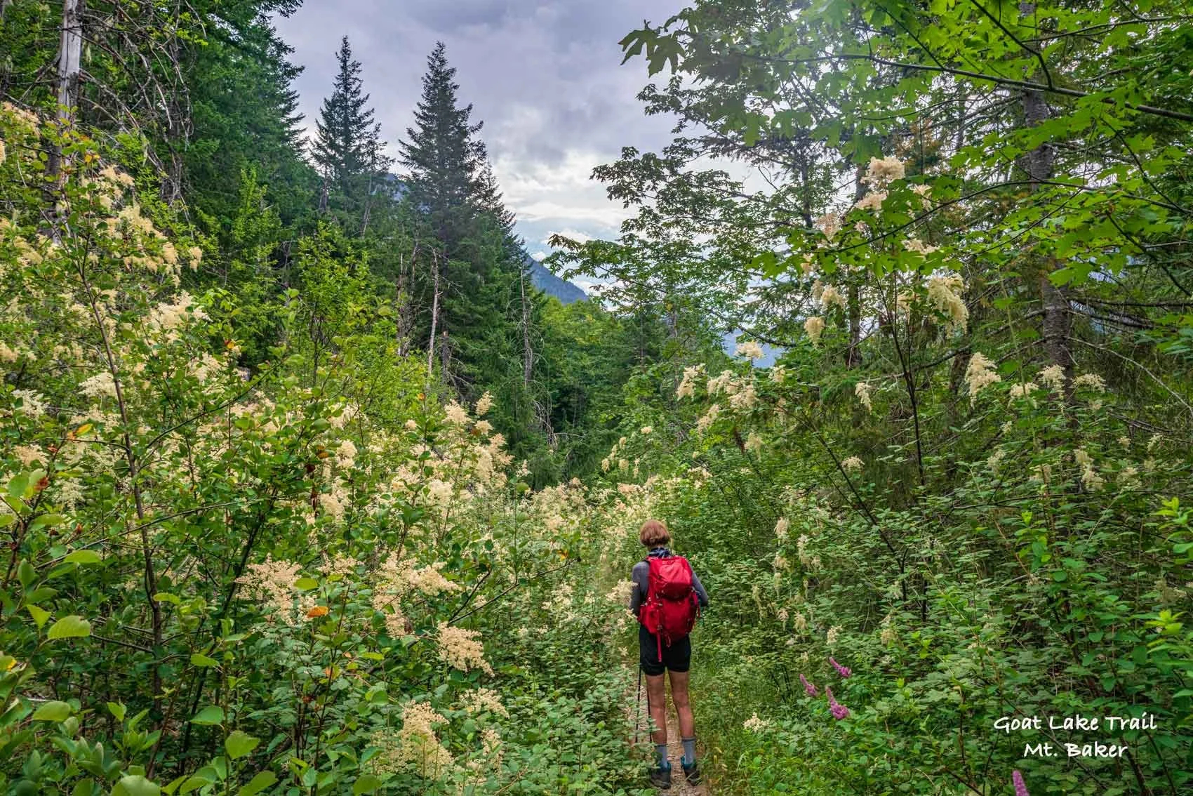 Goatlakeflowers.jpg