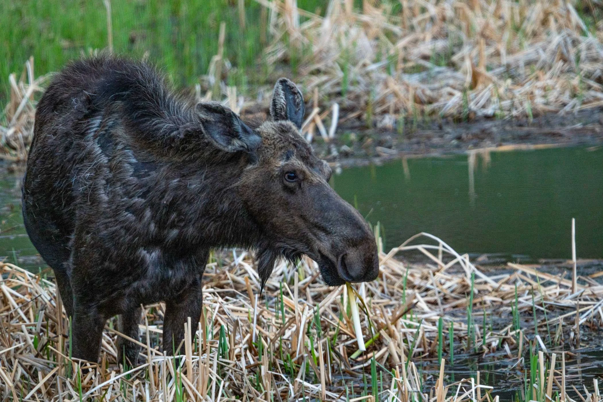 Moose4.jpg