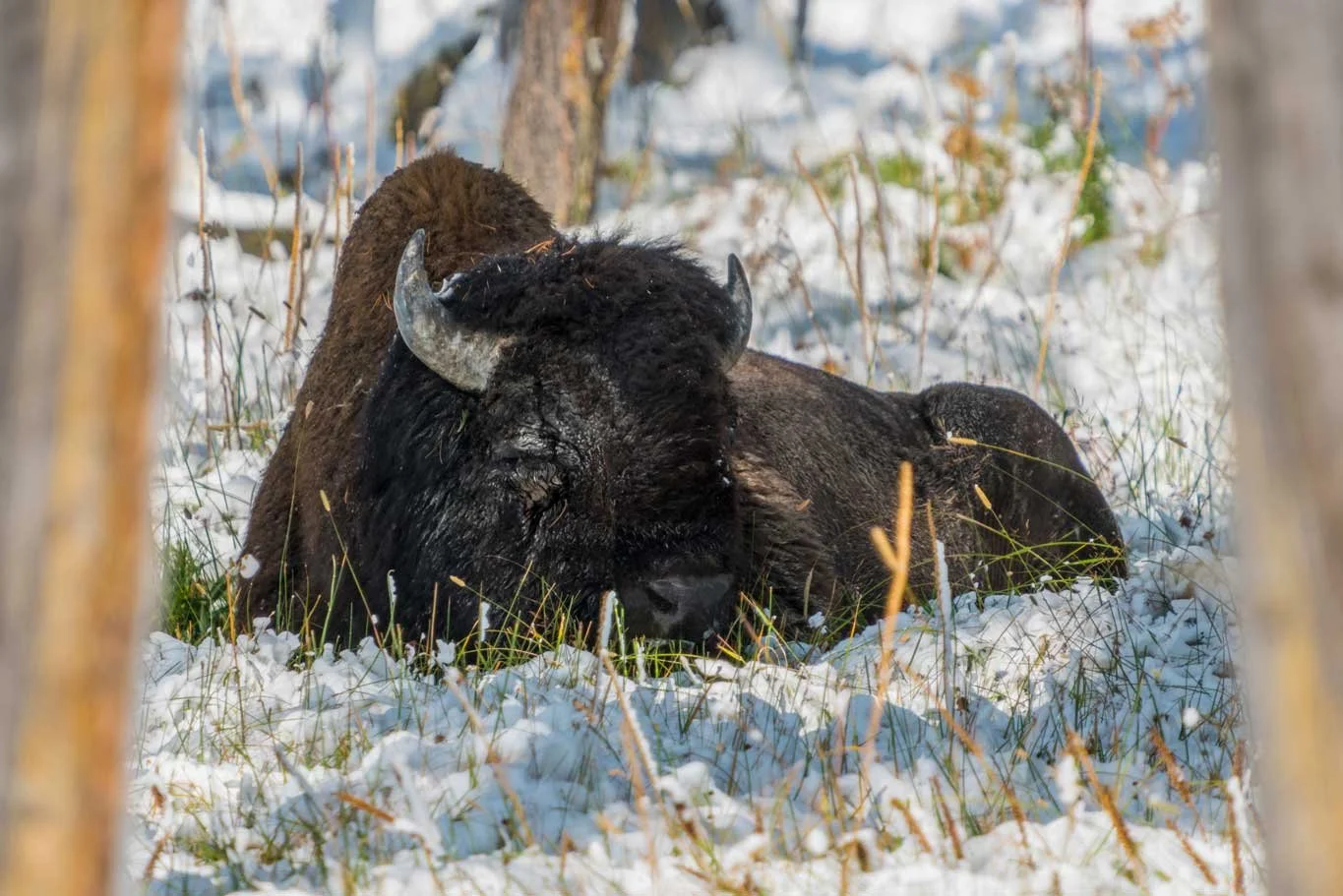 Yellowstone-Bison.jpg