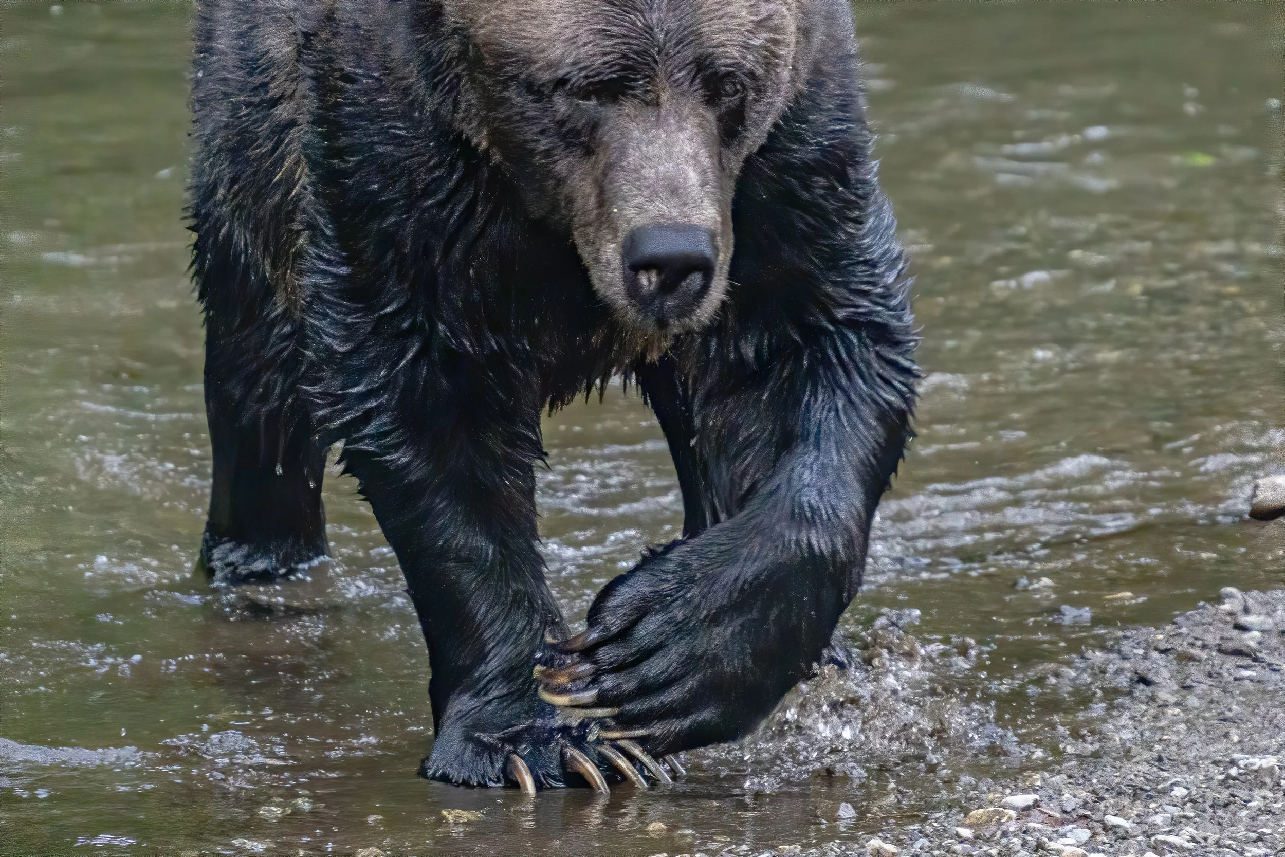 BearCreekbigpaws.jpg