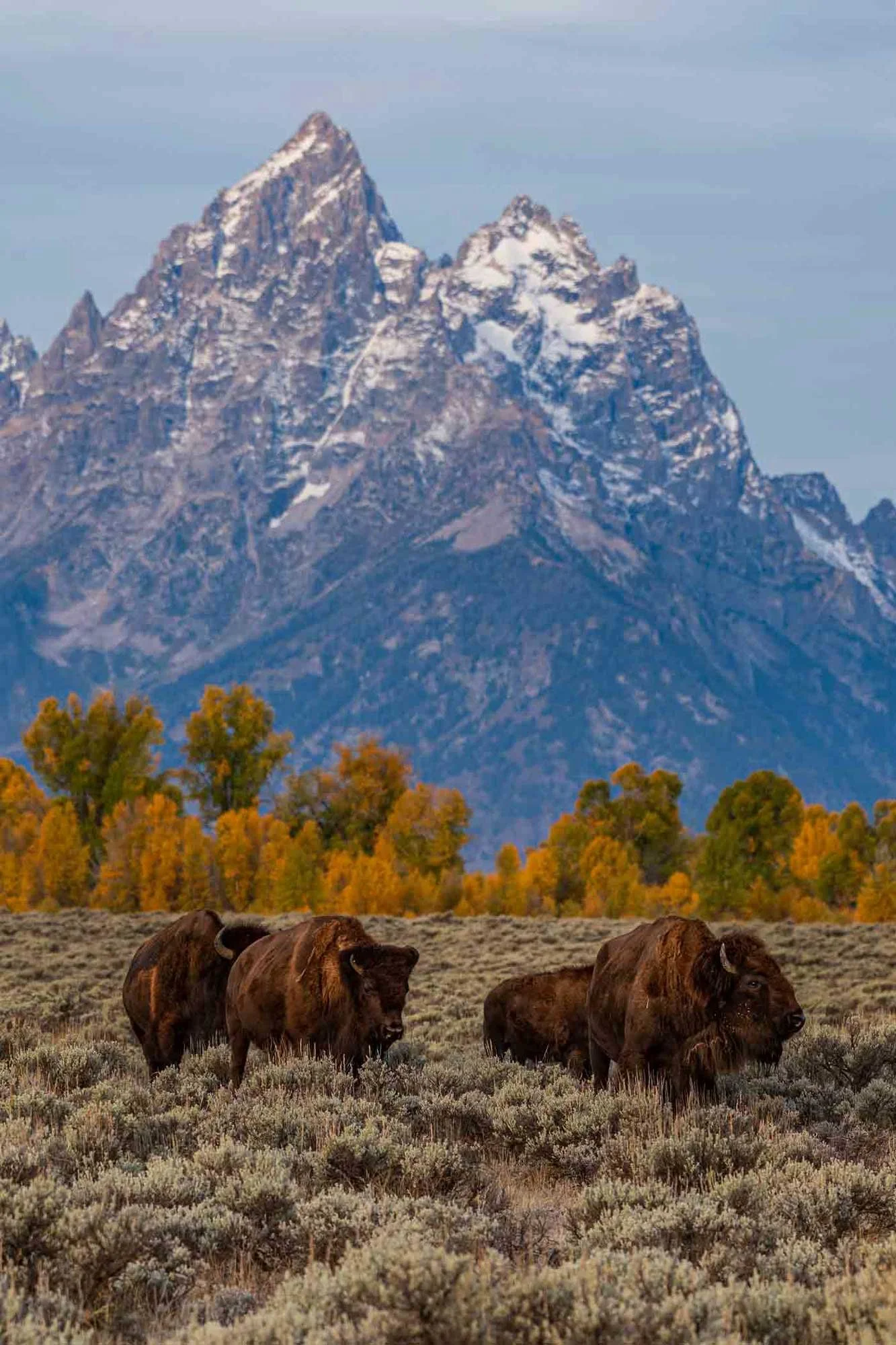 BisonMtns2.jpg