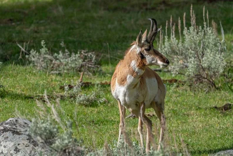 YellowstonePronghorn.jpg