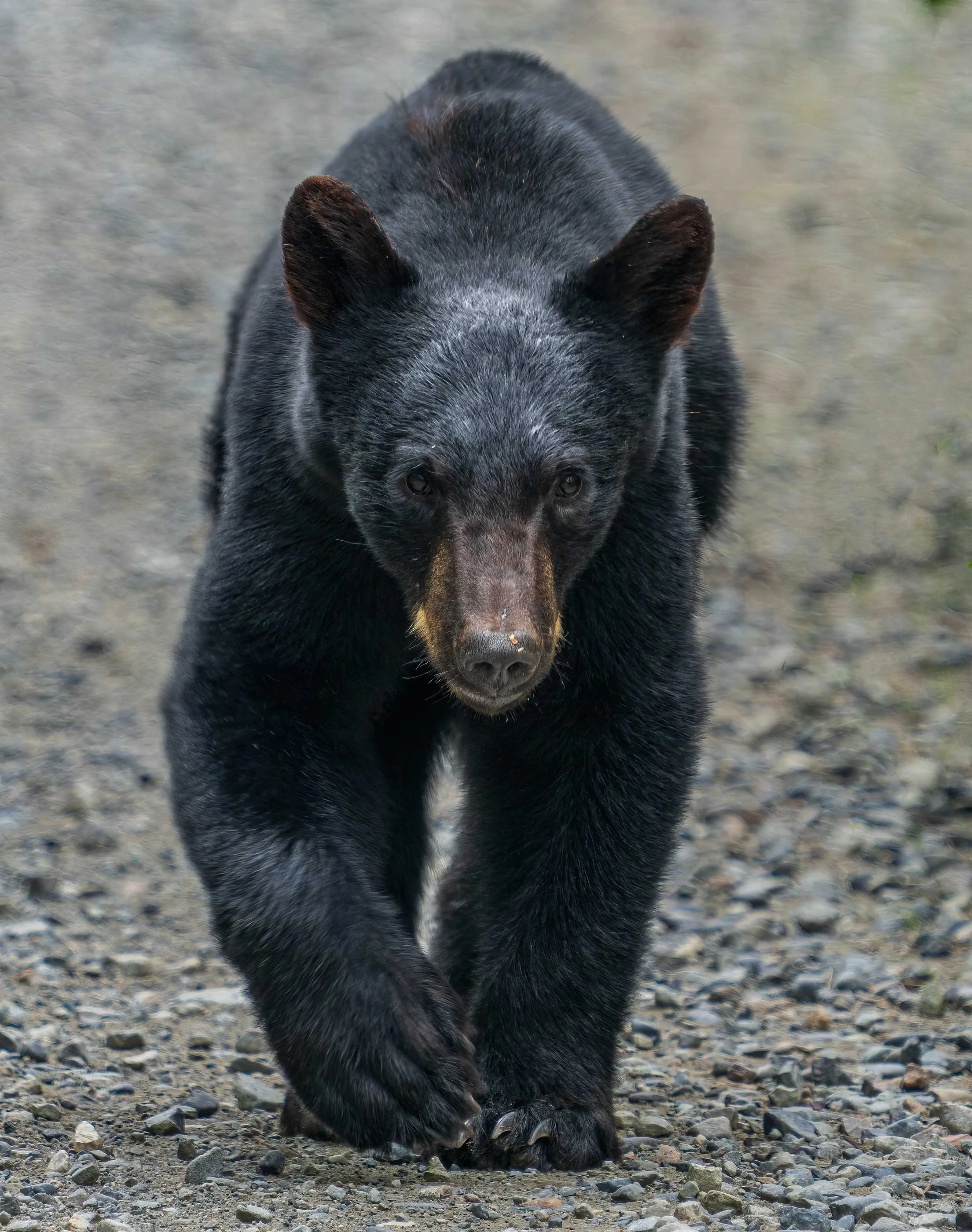 BearCreekBlackBear.jpg