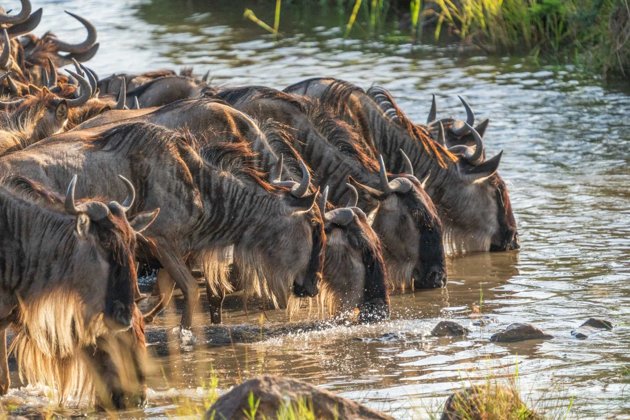 WildebeestDrink.jpg