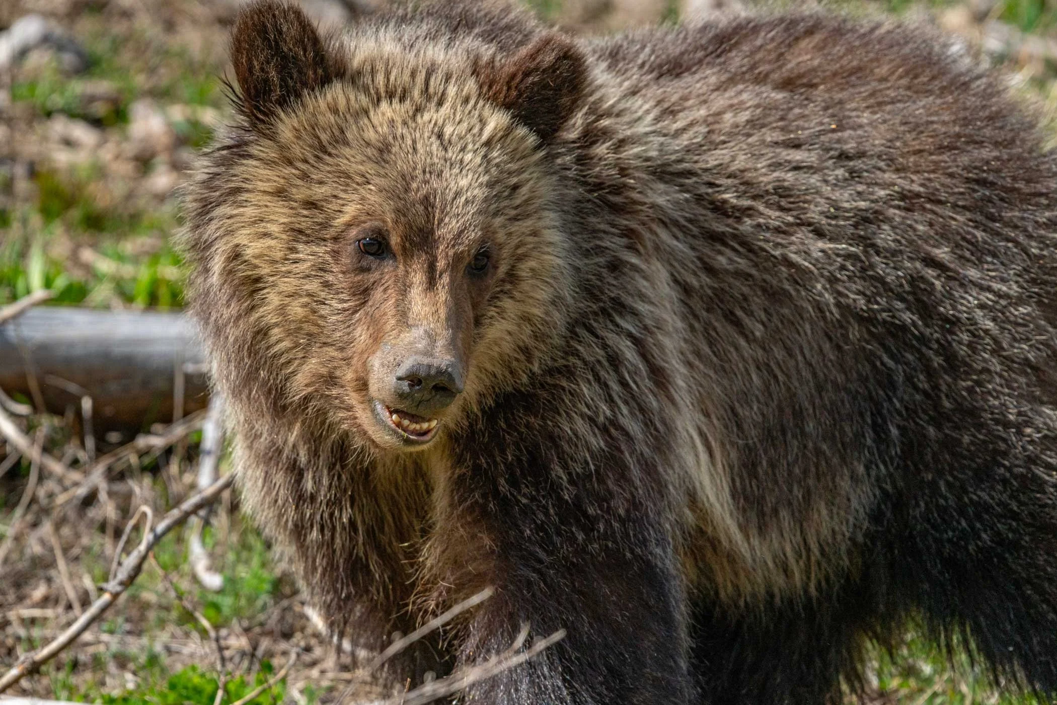 YellowstoneGrizFace.jpg