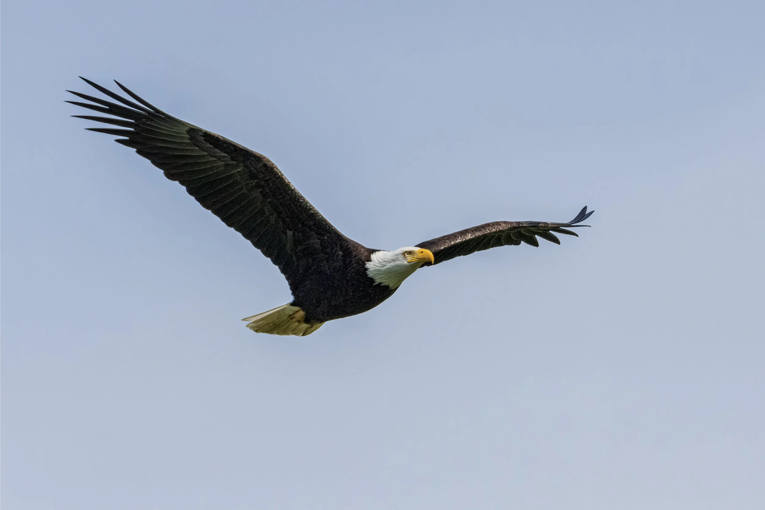 Eaglesoar.jpg