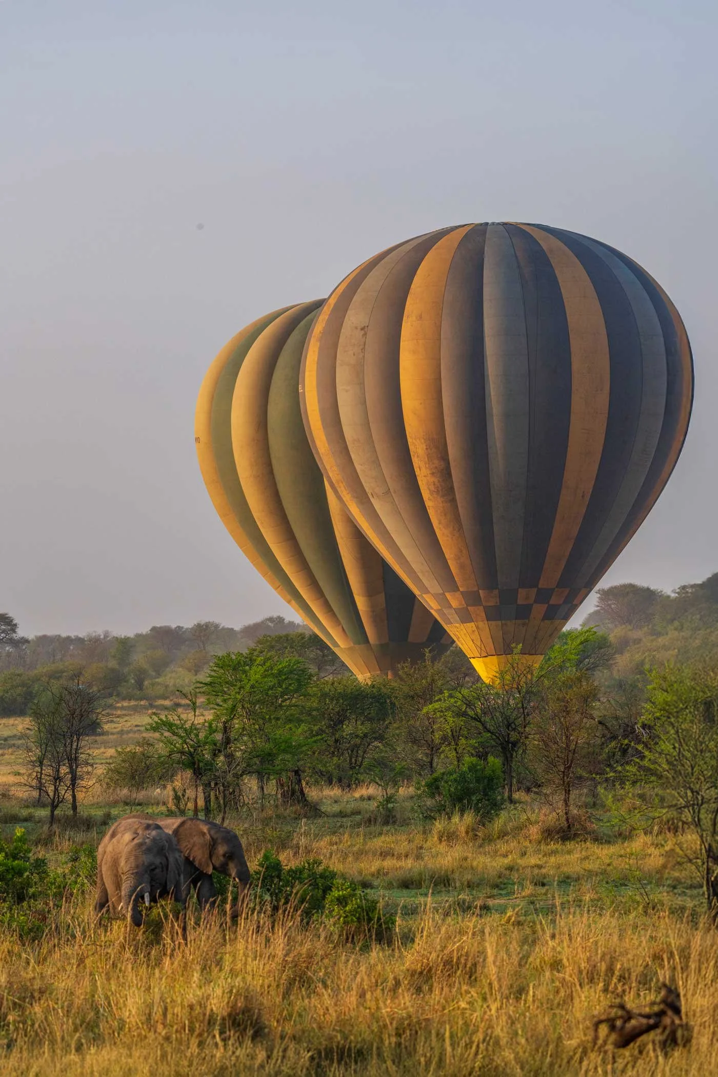 ElphBallons.jpg