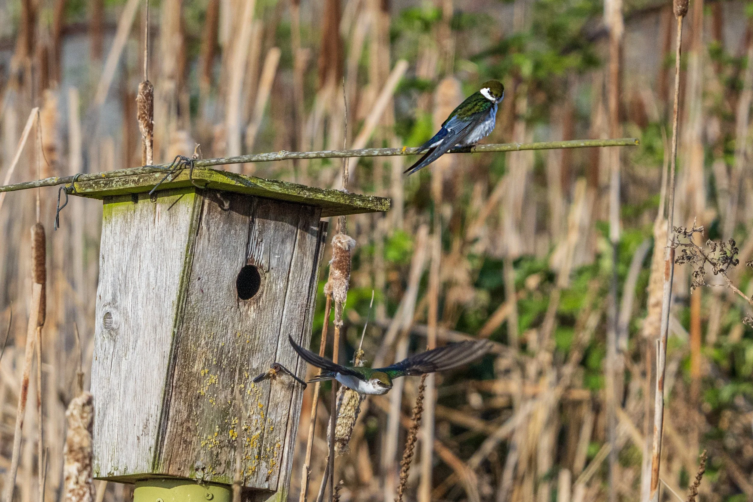 2Swallows.jpg