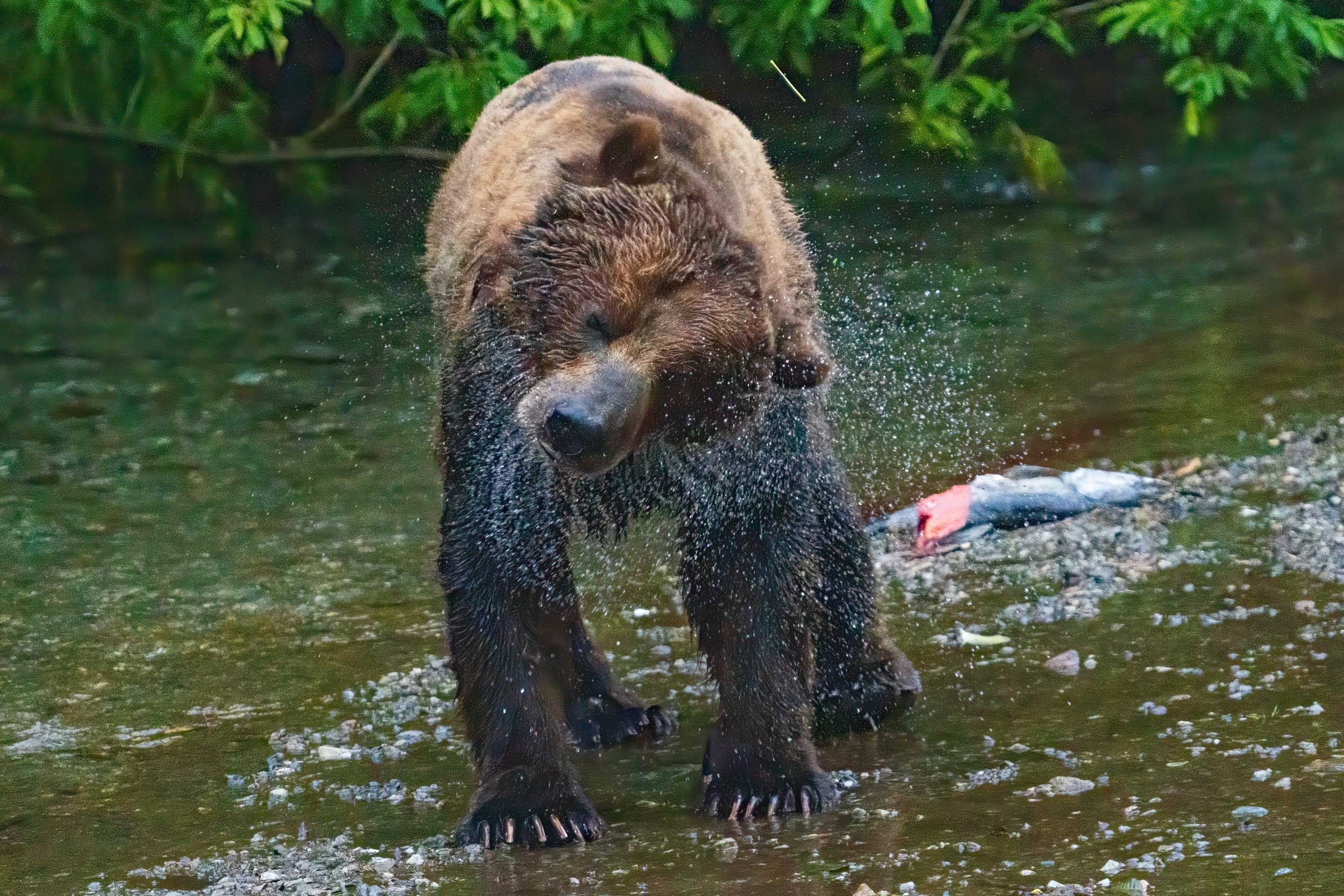 BearcreekBearshake.jpg