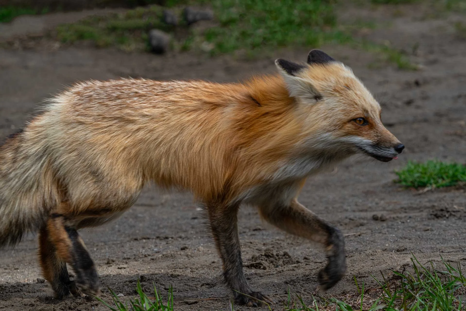 YellowstoneFoxjog.jpg