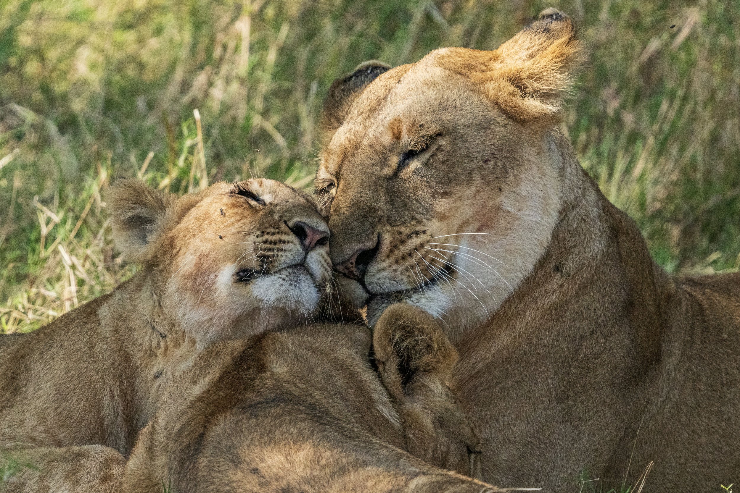 LionLove copy.jpg