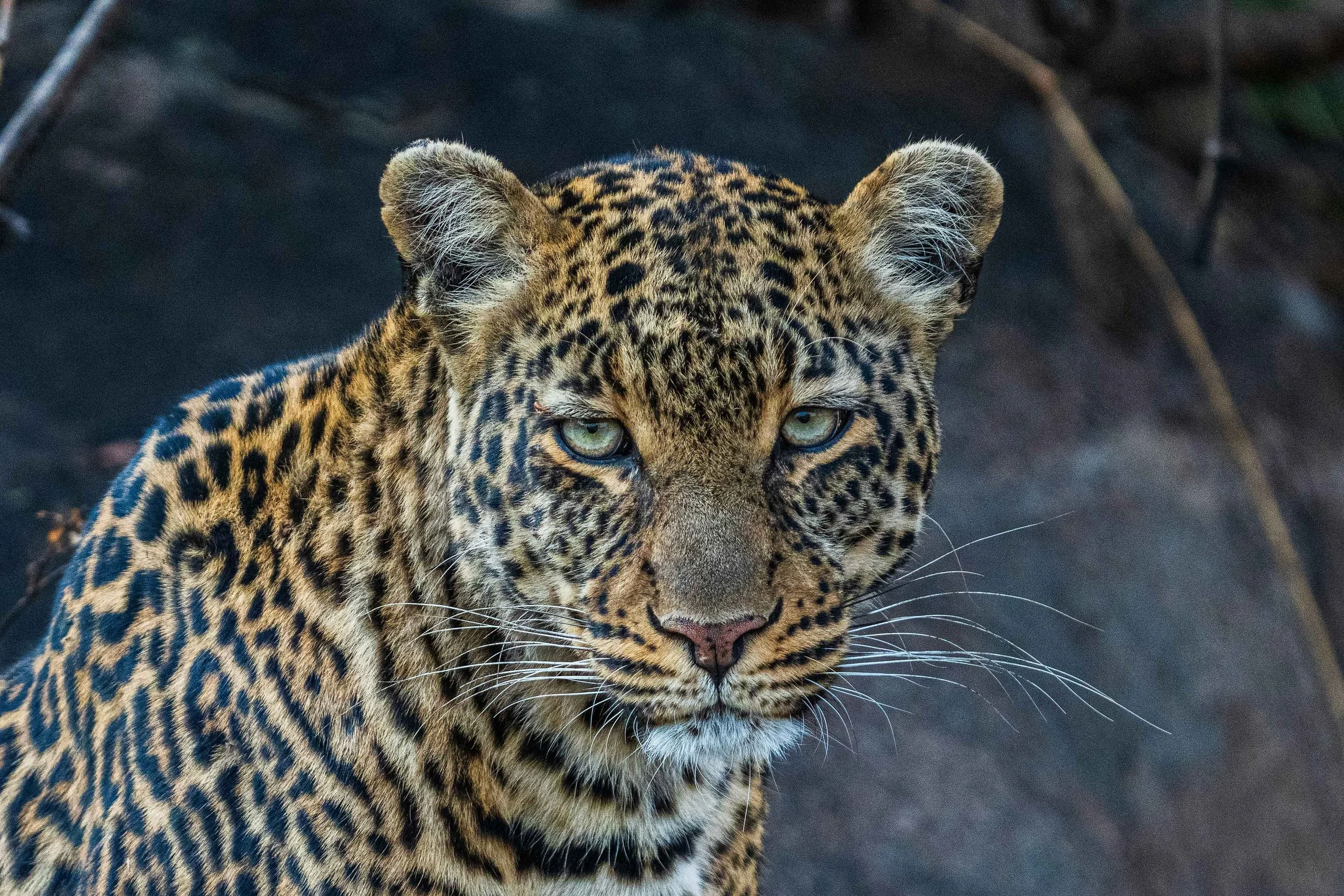 Leopard.jpg