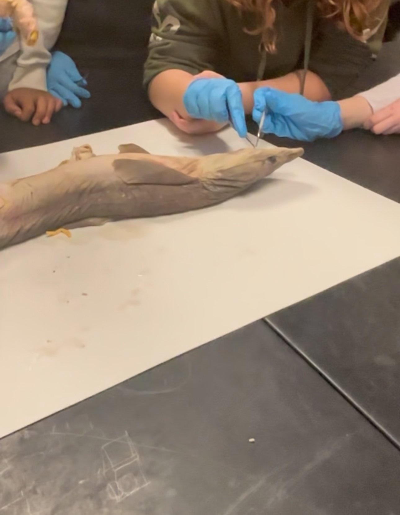7th graders completing a shark dissection