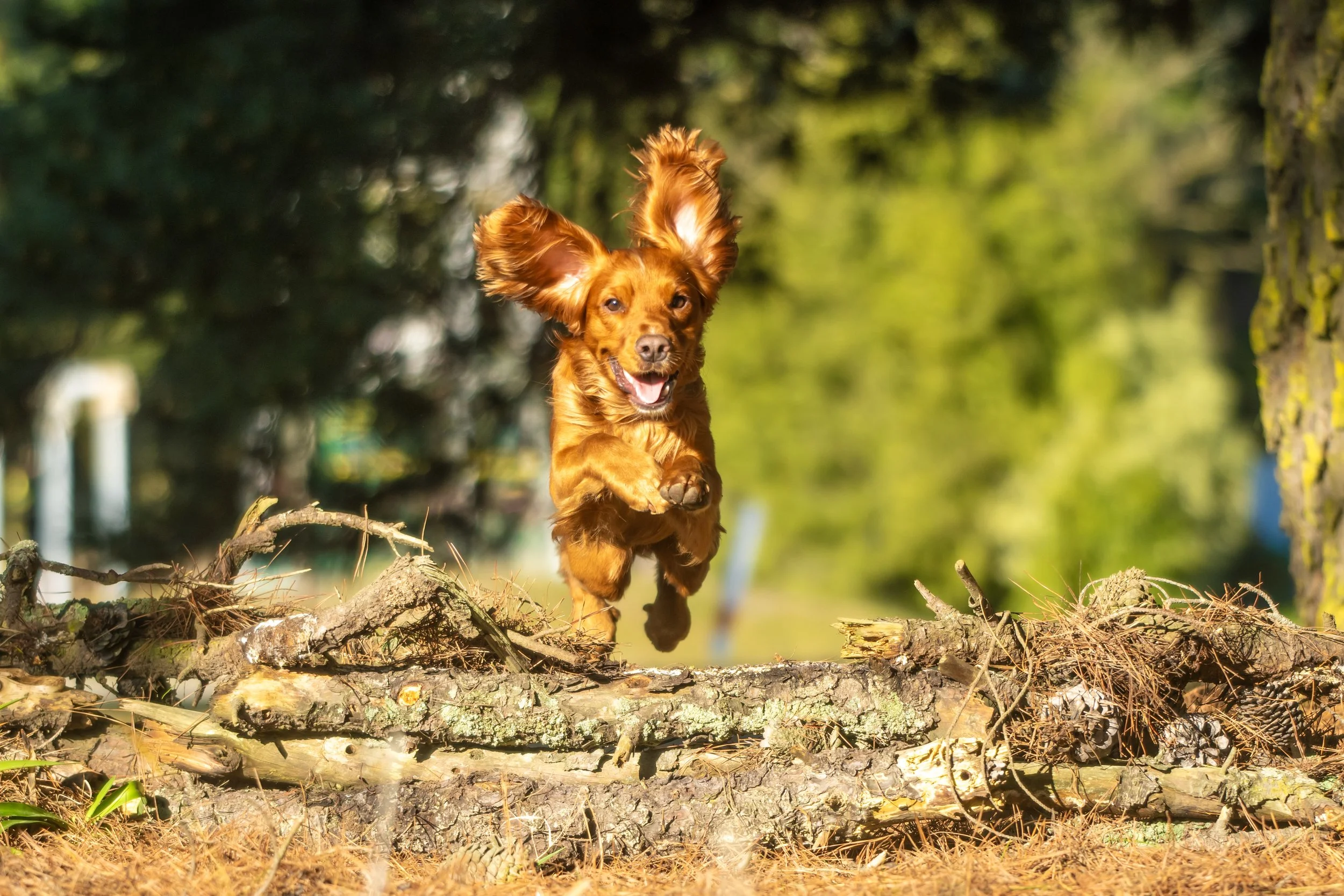 Wakefield Summer Training Workshop Series