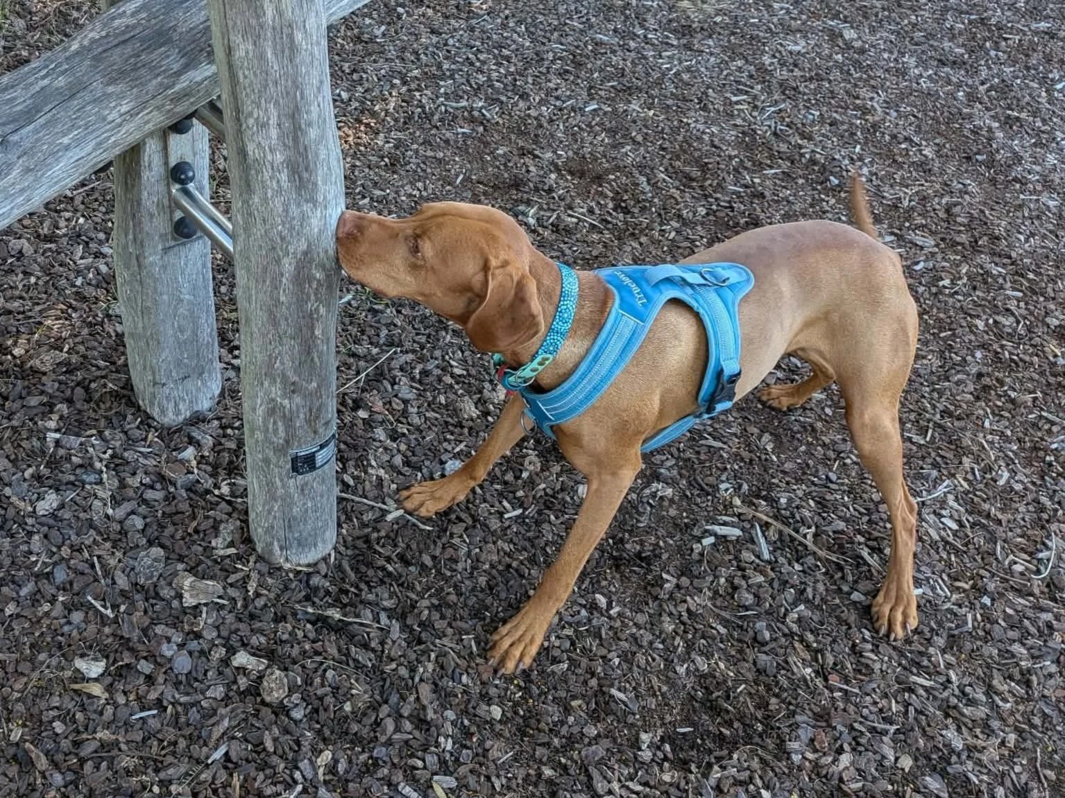 FULL - Keen Sniffer Advanced @ 1pm