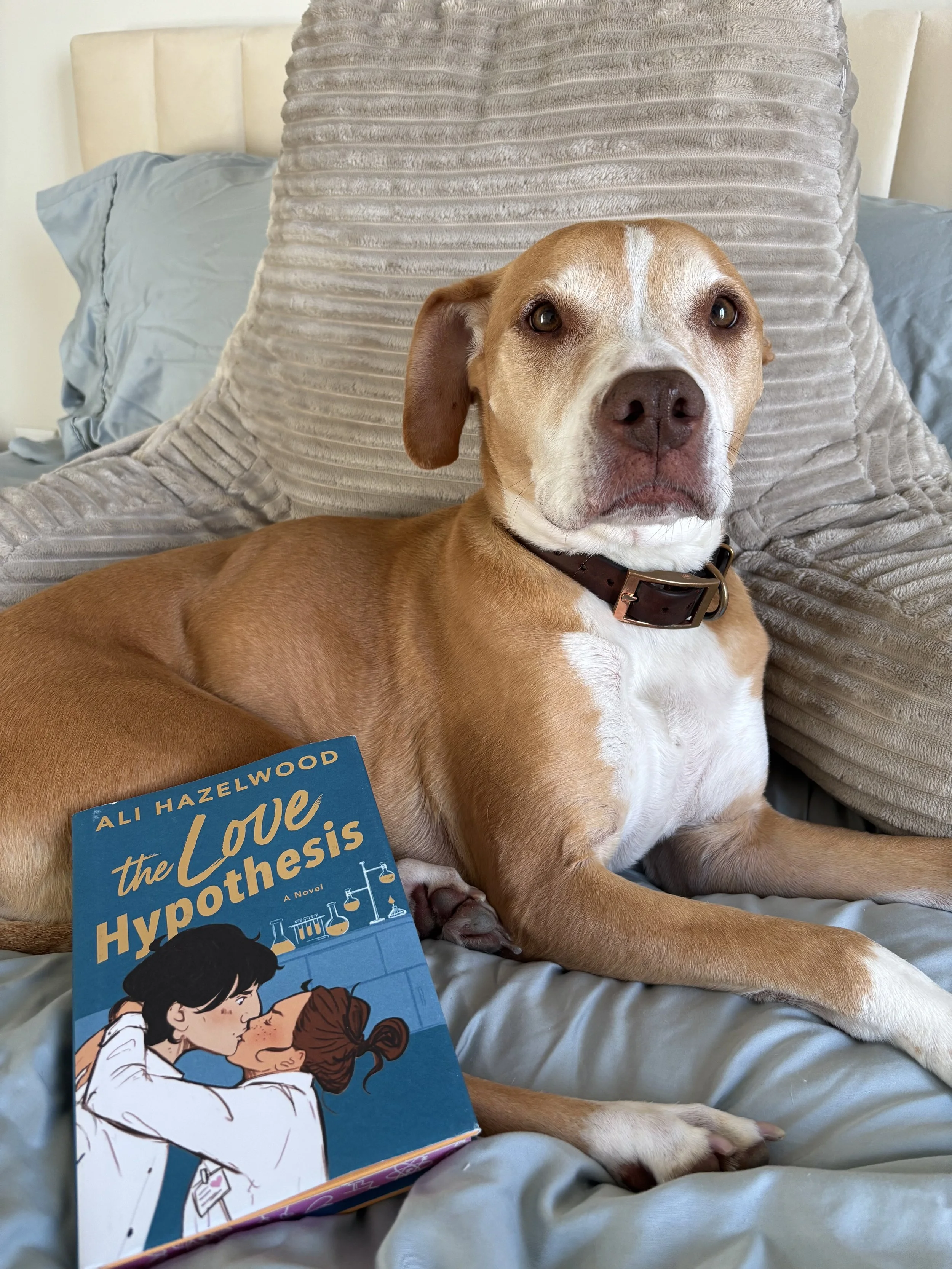 A tan and white dog with floppy ears and a black collar lying on a bed with a beige headboard and gray pillows behind it. There is a paperback book titled "The Love Hypothesis" by Ali Hazelwood on the bed.