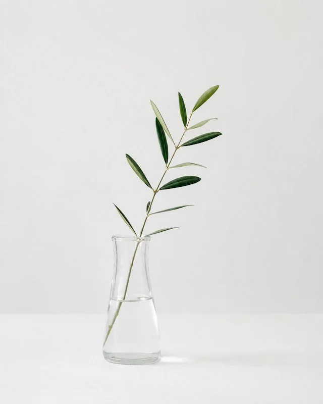 a single olive branch in a vase