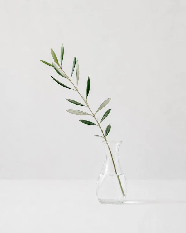 single olive branch