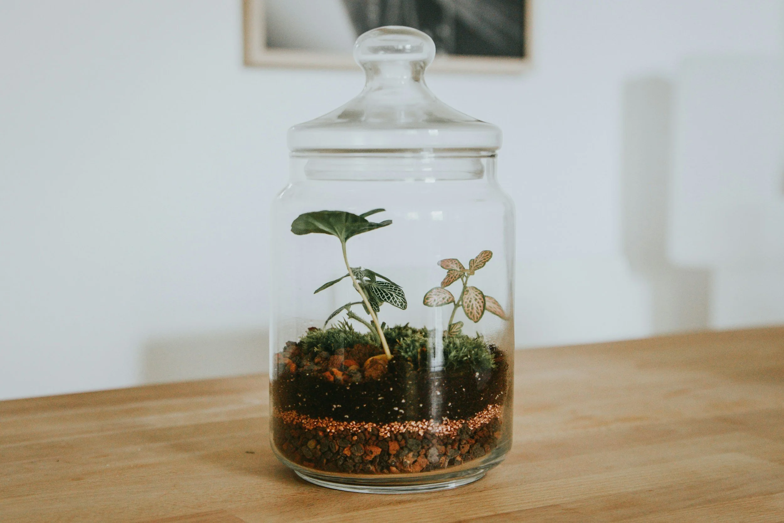 Tiny Worlds in Balance: Terrarium Making