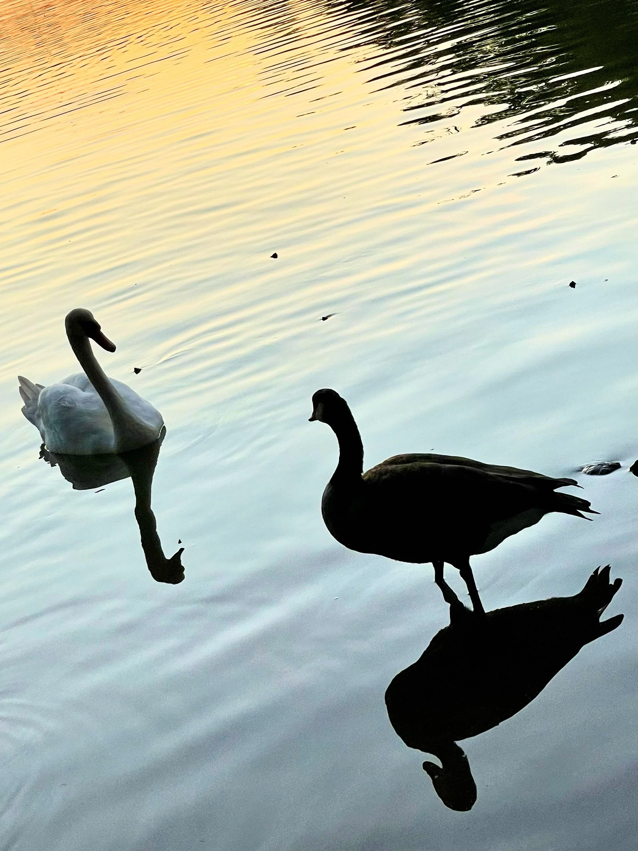 Swan Song