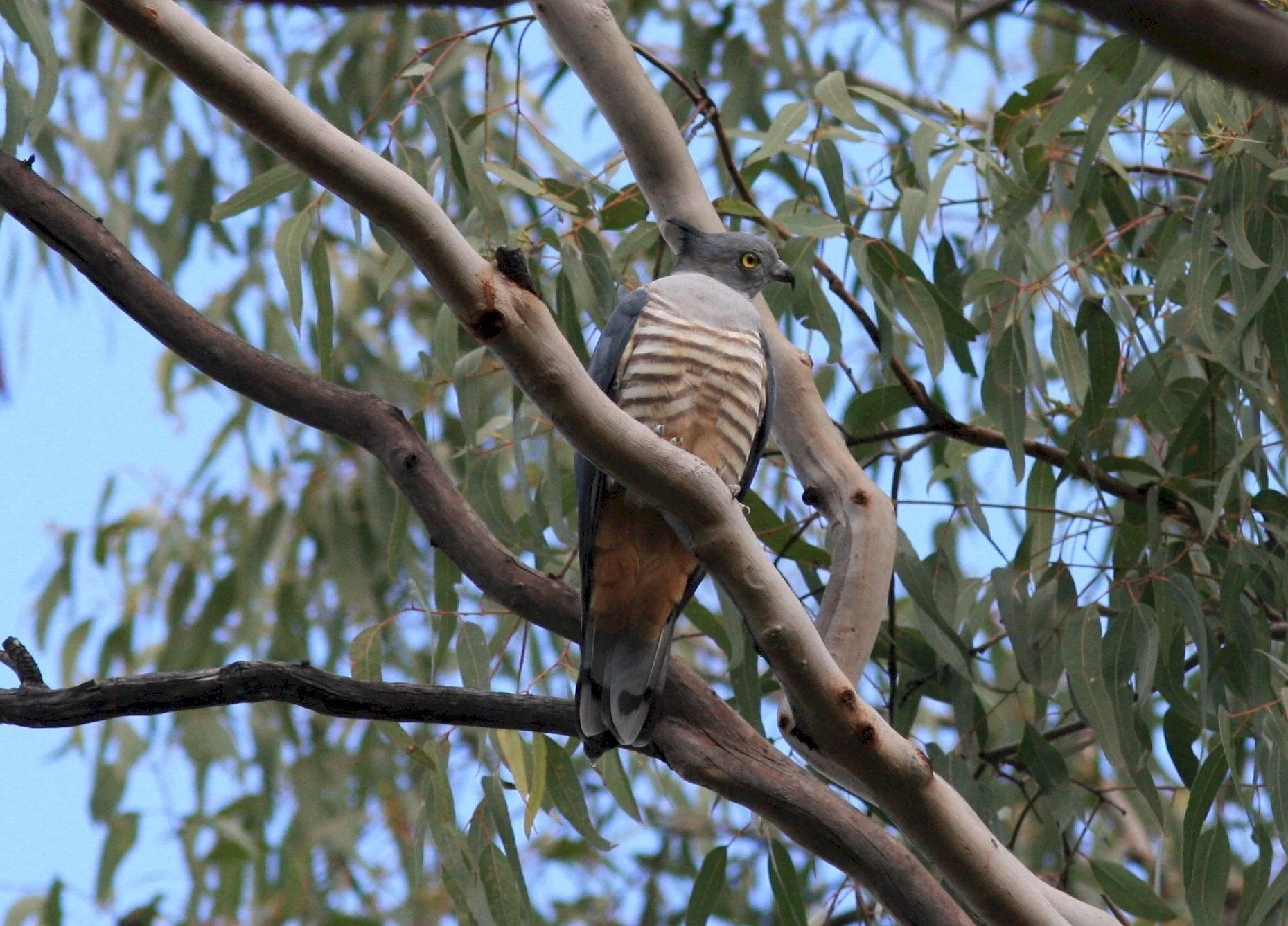 lh 225 Pacific Bazza.jpg