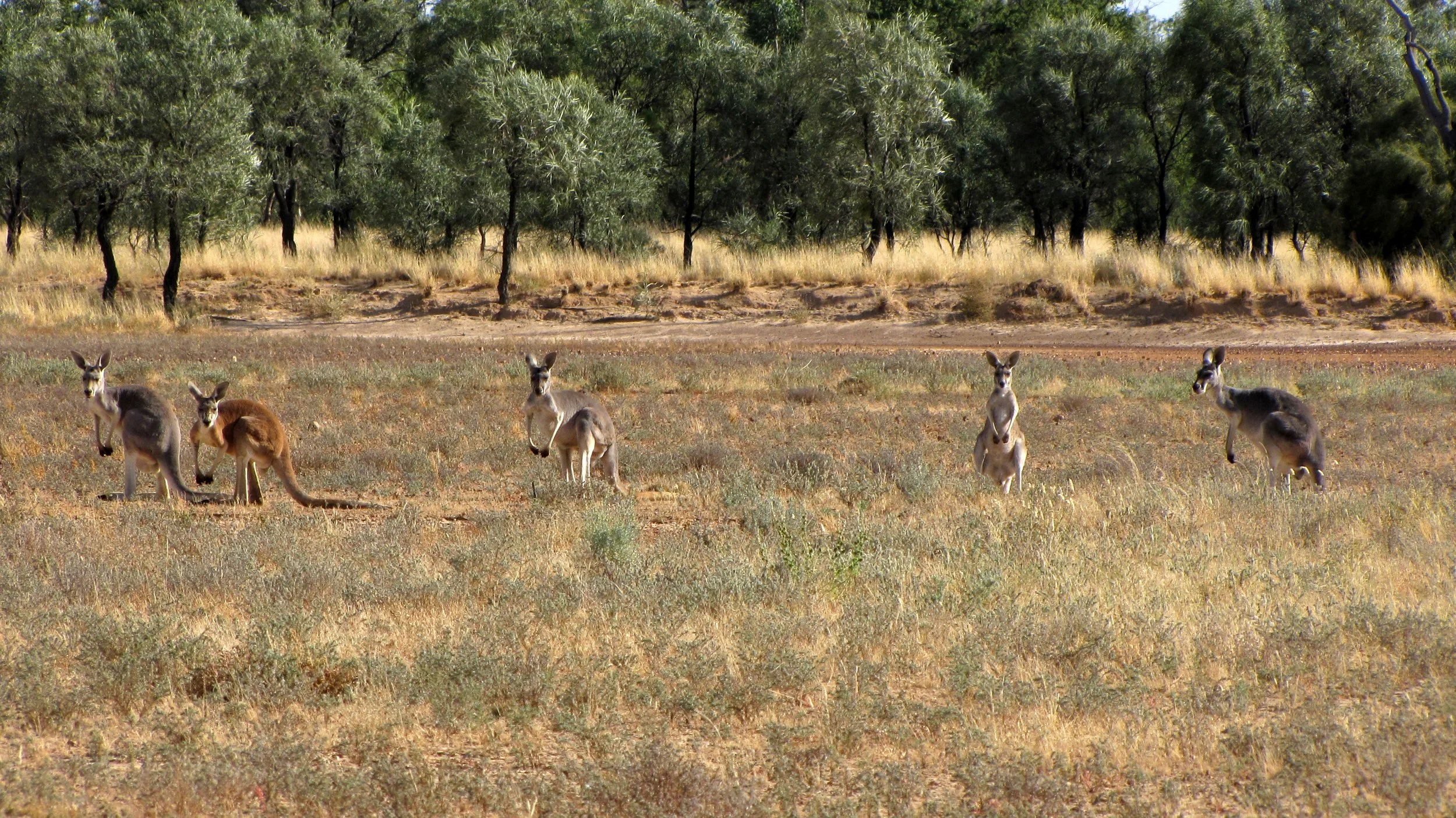 lh 153 Bladensburg NP.jpg