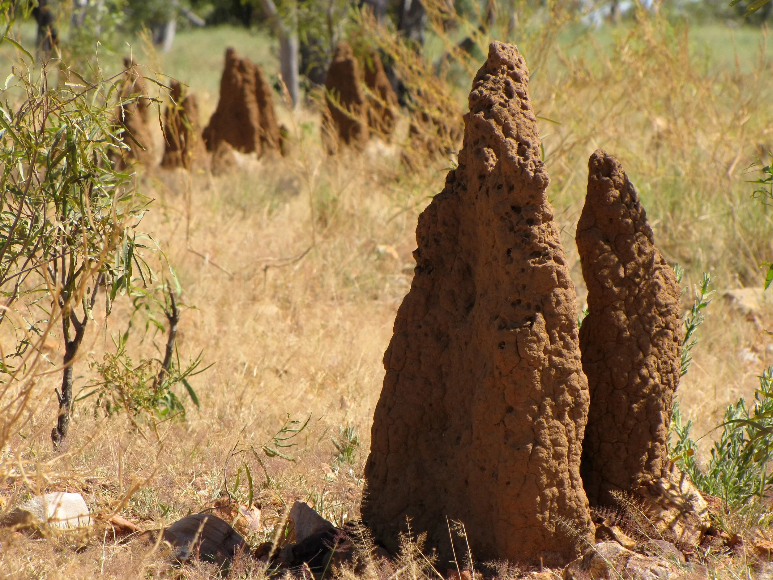 lh 052 Termites.jpg