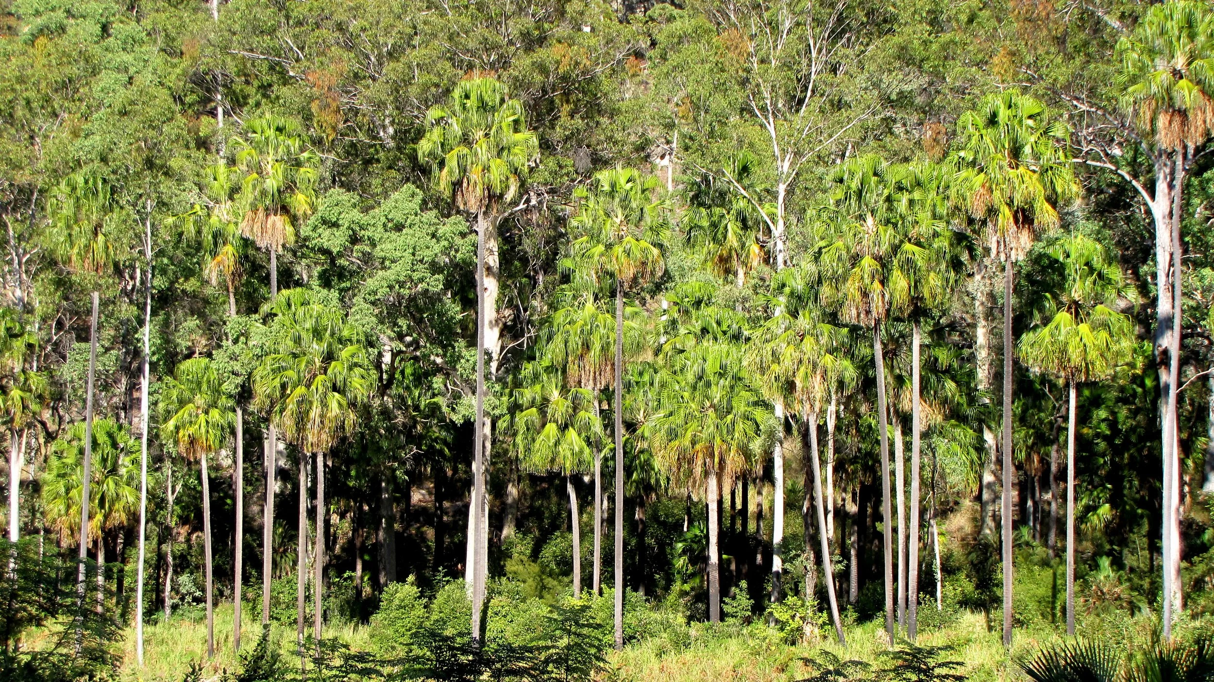 lh 230 Fan Palms.jpg