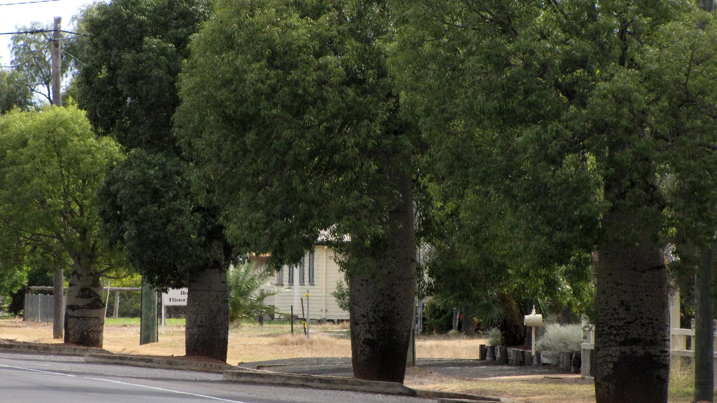 lh 257 Bottle Trees Roma.jpg