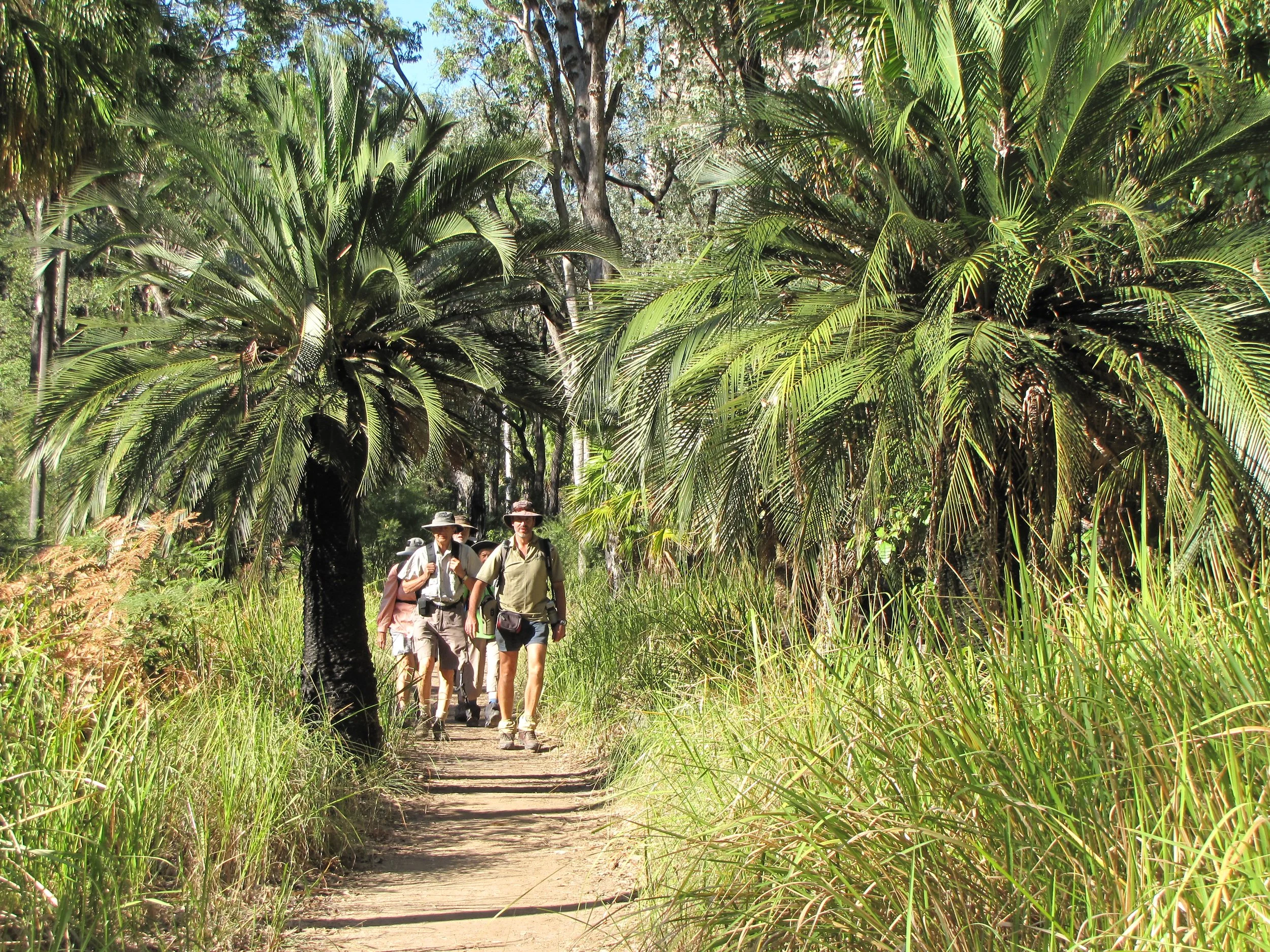 lh 231 Carnarvon Gorge.jpg