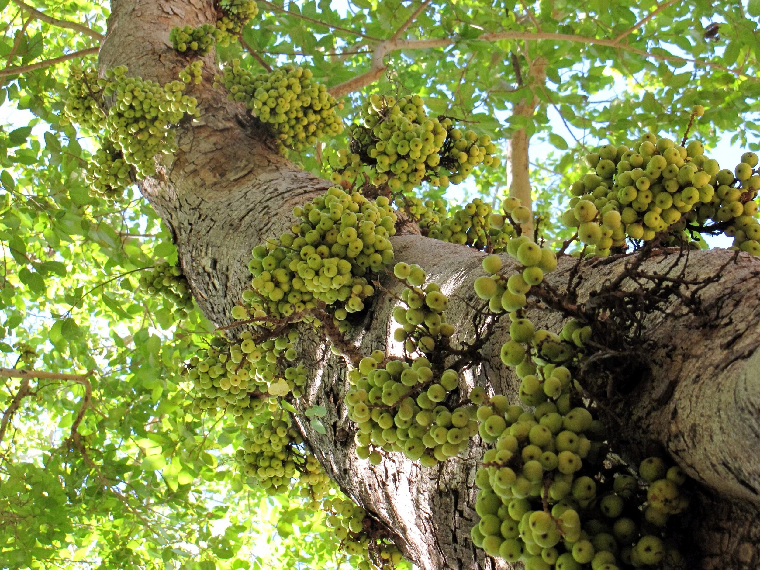 lh 078 Cluster Figs.jpg