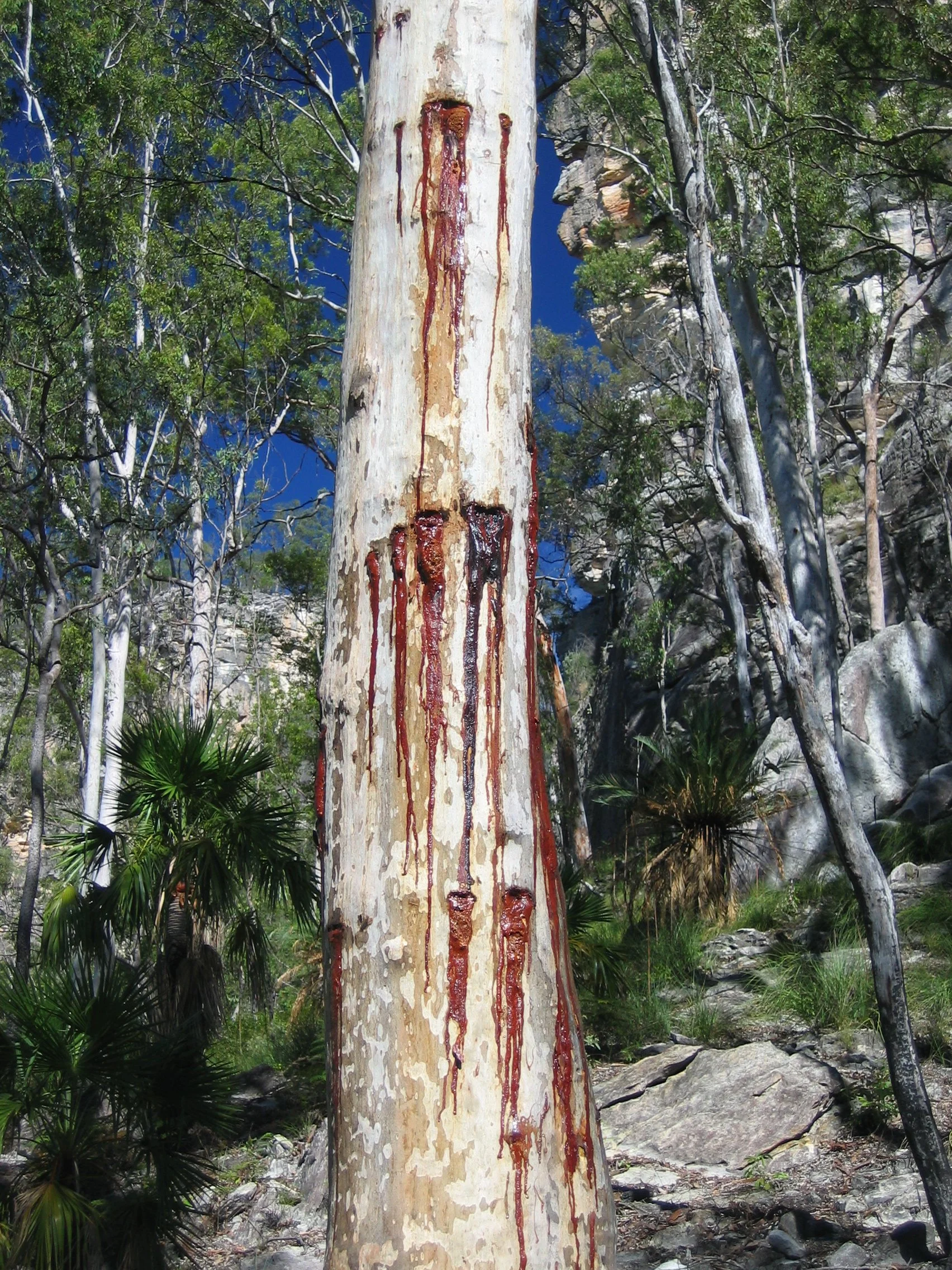 lh 196 Sugar Gliders.JPG