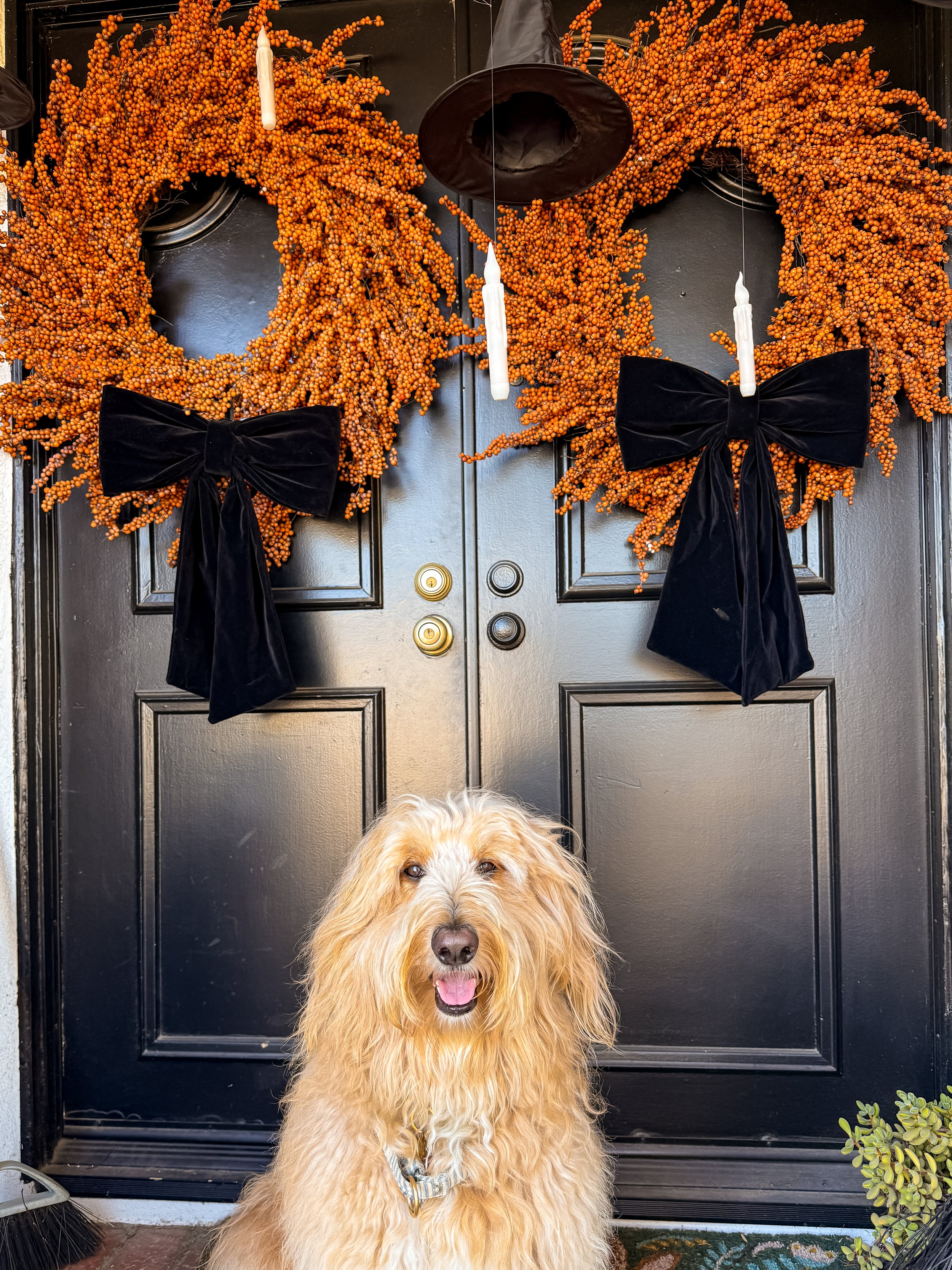 A dog sitting in front of a black front door decorated with two orange wreaths, black bows, and white candles for fall or Halloween.