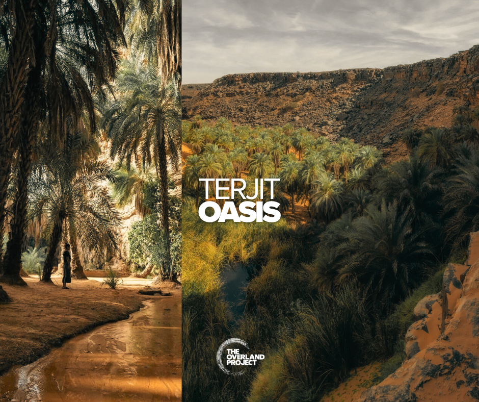 A digital split image showing lush oasis on the left with palm trees and a person walking in a desert landscape on the right with rocky hills and dense green palm trees. Text in the middle reads 'Terjit Oasis' and 'The Overland Project' logo.