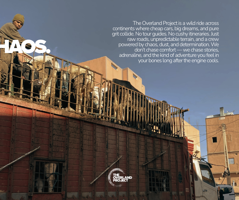 A truck with a cage filled with cows on an urban street, a man in a tan hoodie and beanie standing beside the truck, tall buildings, power lines, and a clear sky in the background.
